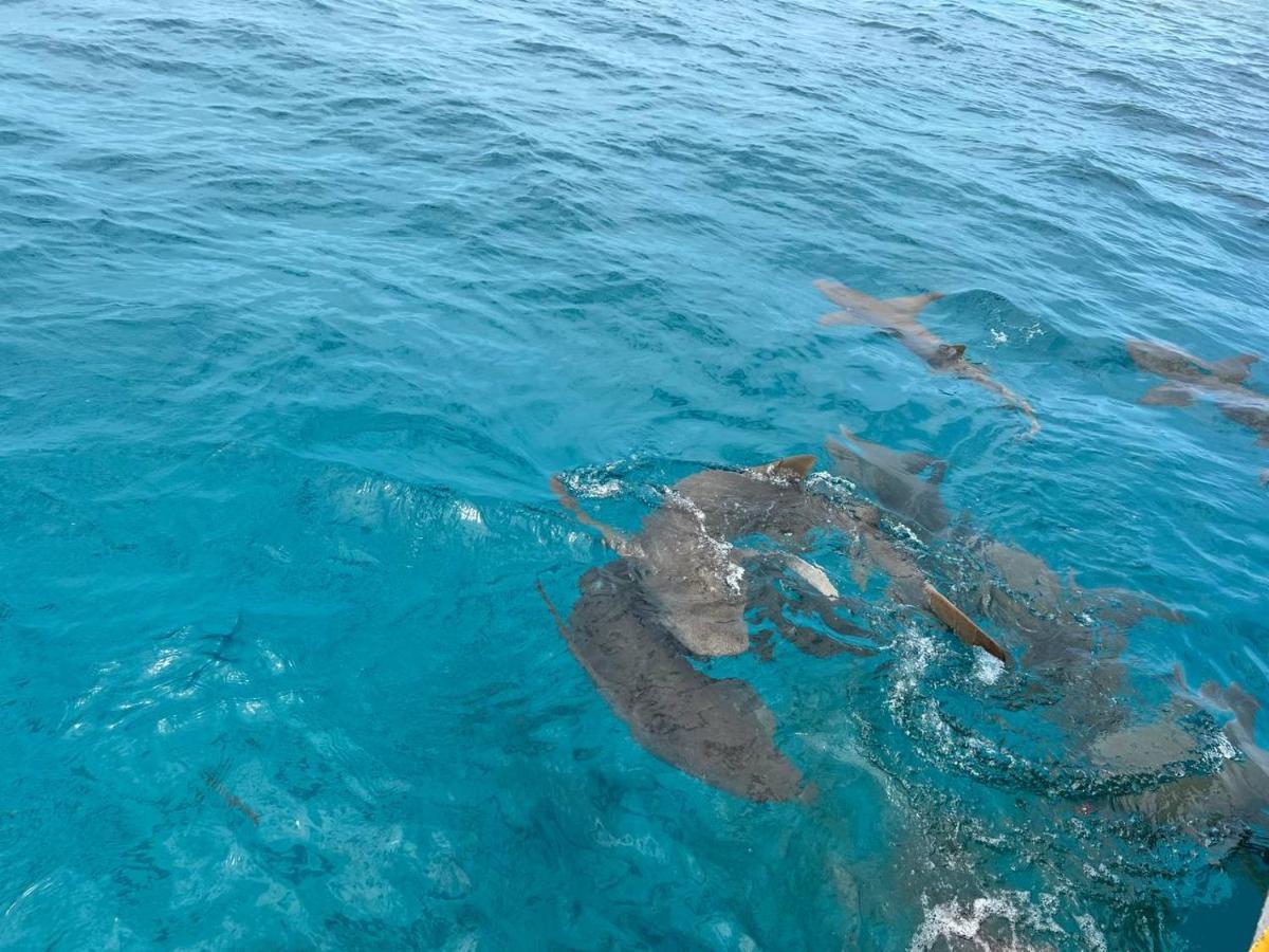 Vaali Beach&dive Maldives Gasthof 3*