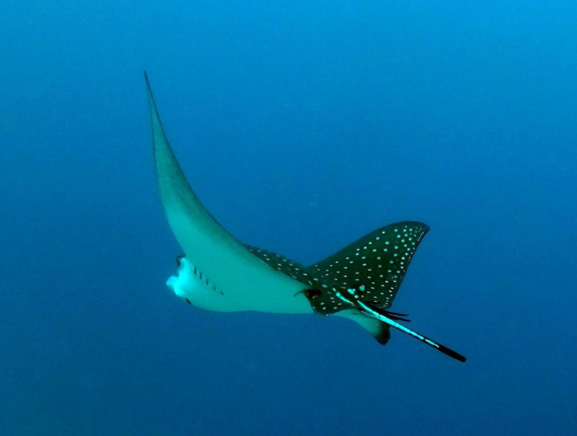 Vaali Maldives Island Escapes & Dive Casa de hóspedes