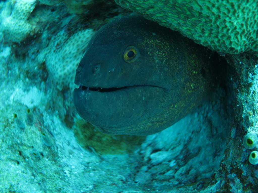 Vaali Maldives Island Escapes & Dive