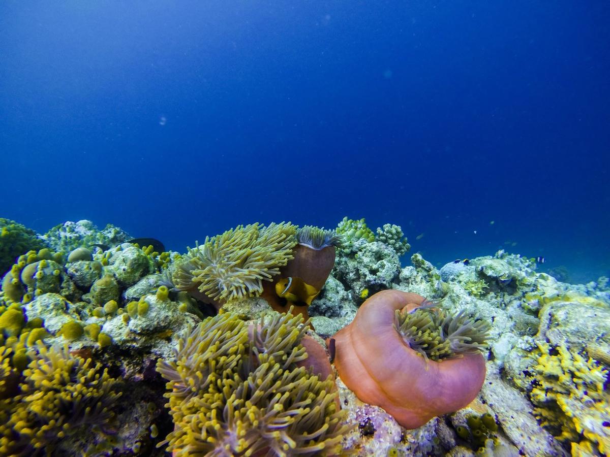 Vaali Maldives Island Escapes & Dive 3* Felidhoo